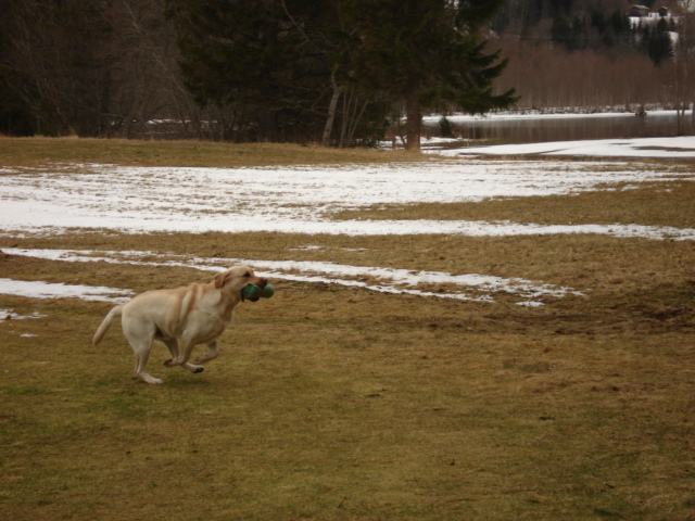 Labrador